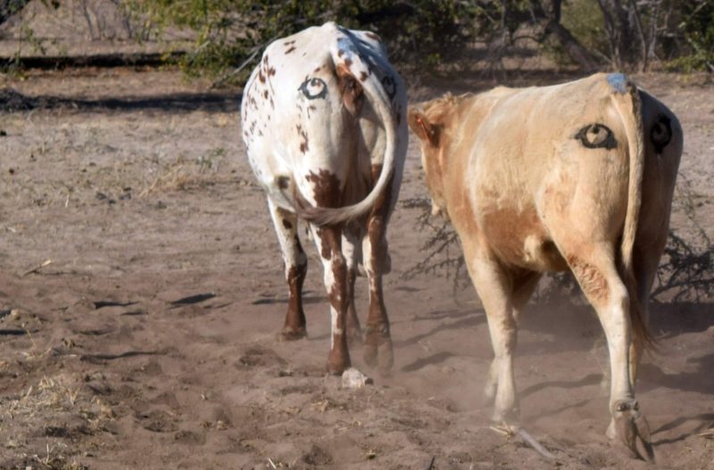 Ботсвана коров с глазами в спине